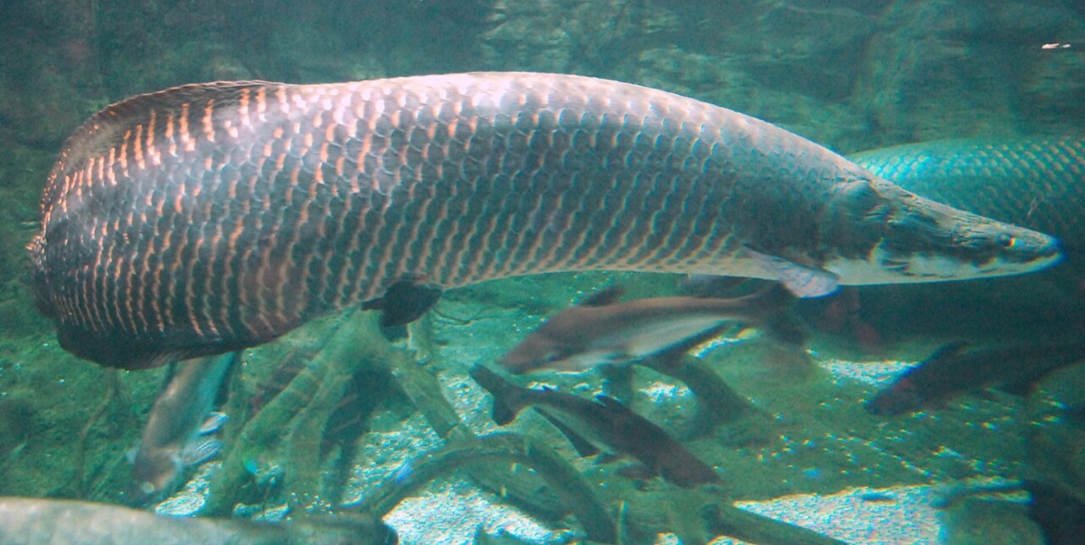 Arapaima (Arapaima gigas)