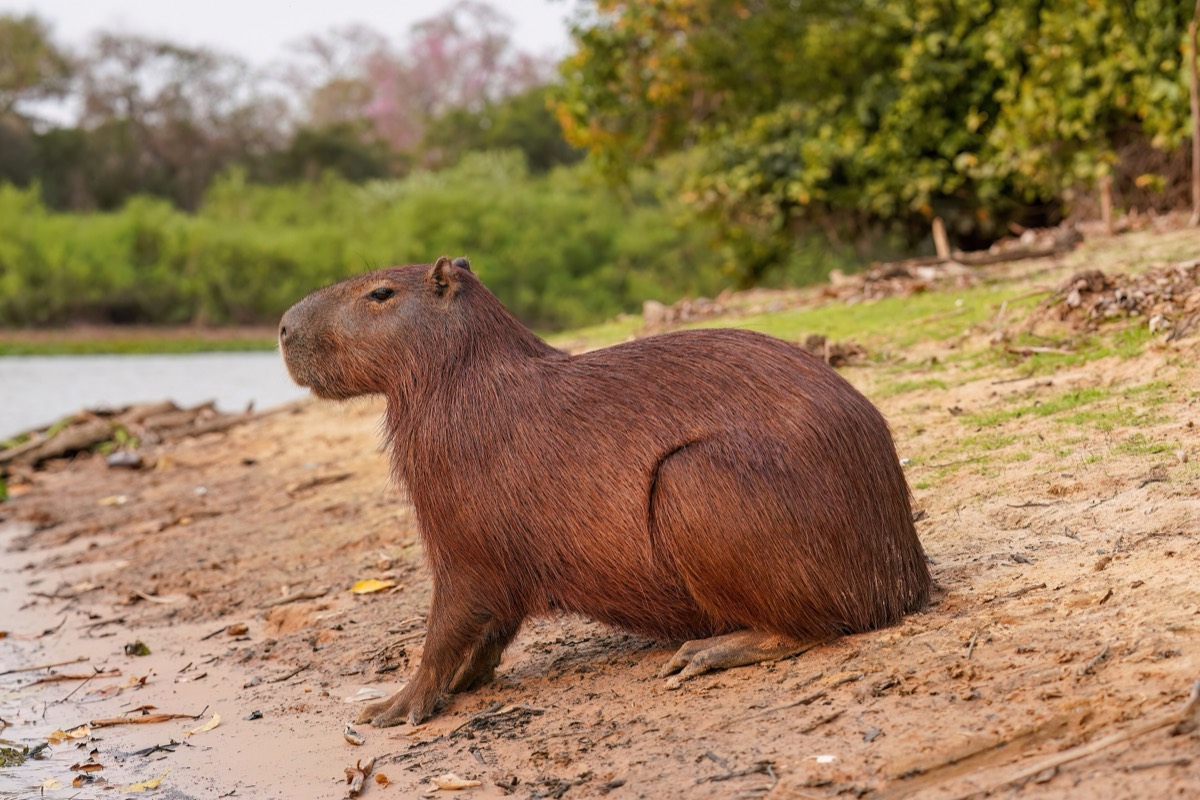 Capybara (Hydrochoerus hydrochaeris)