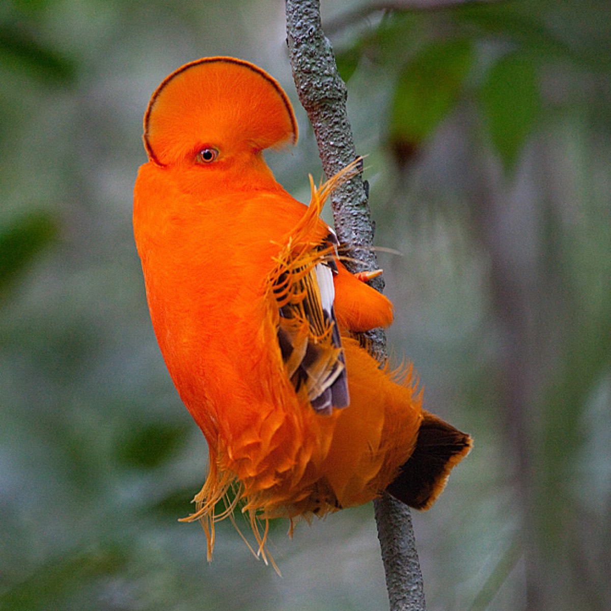 Guianan Cock-of-the-rock (Rupicola rupicola)