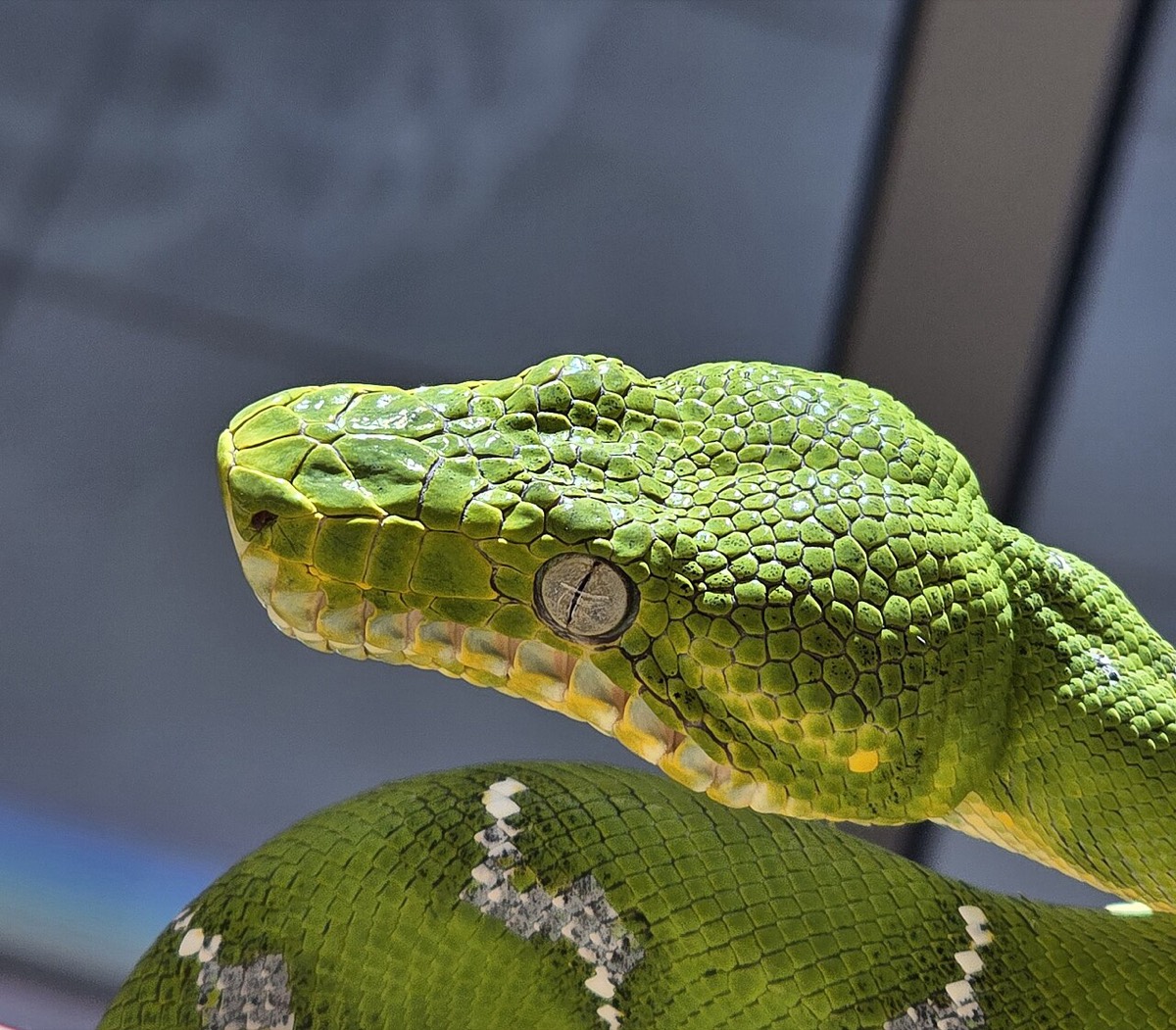 Emerald Tree Boa (Corallus caninus)