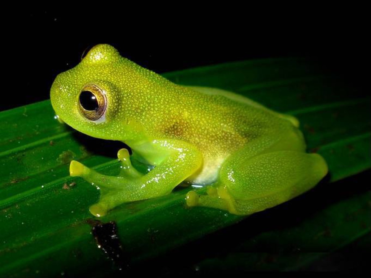Glass Frog (Centrolenidae)