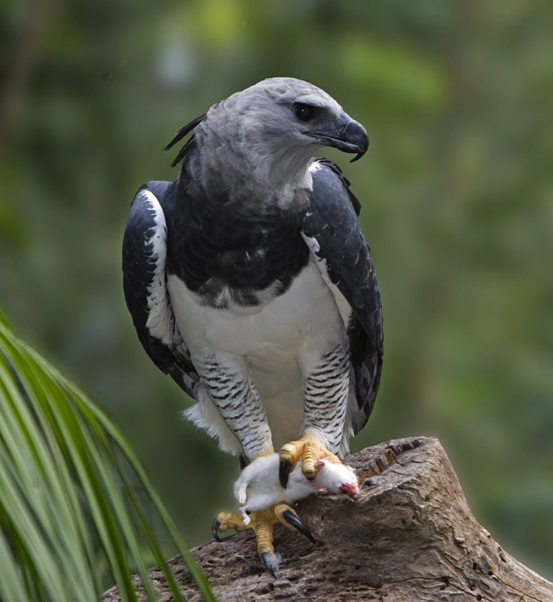 Harpy Eagle (Harpia harpyja)