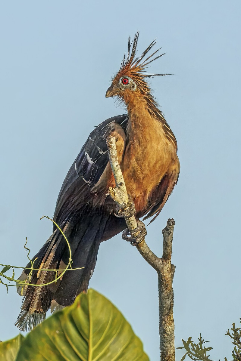 Hoatzin (Opisthocomus hoazin)