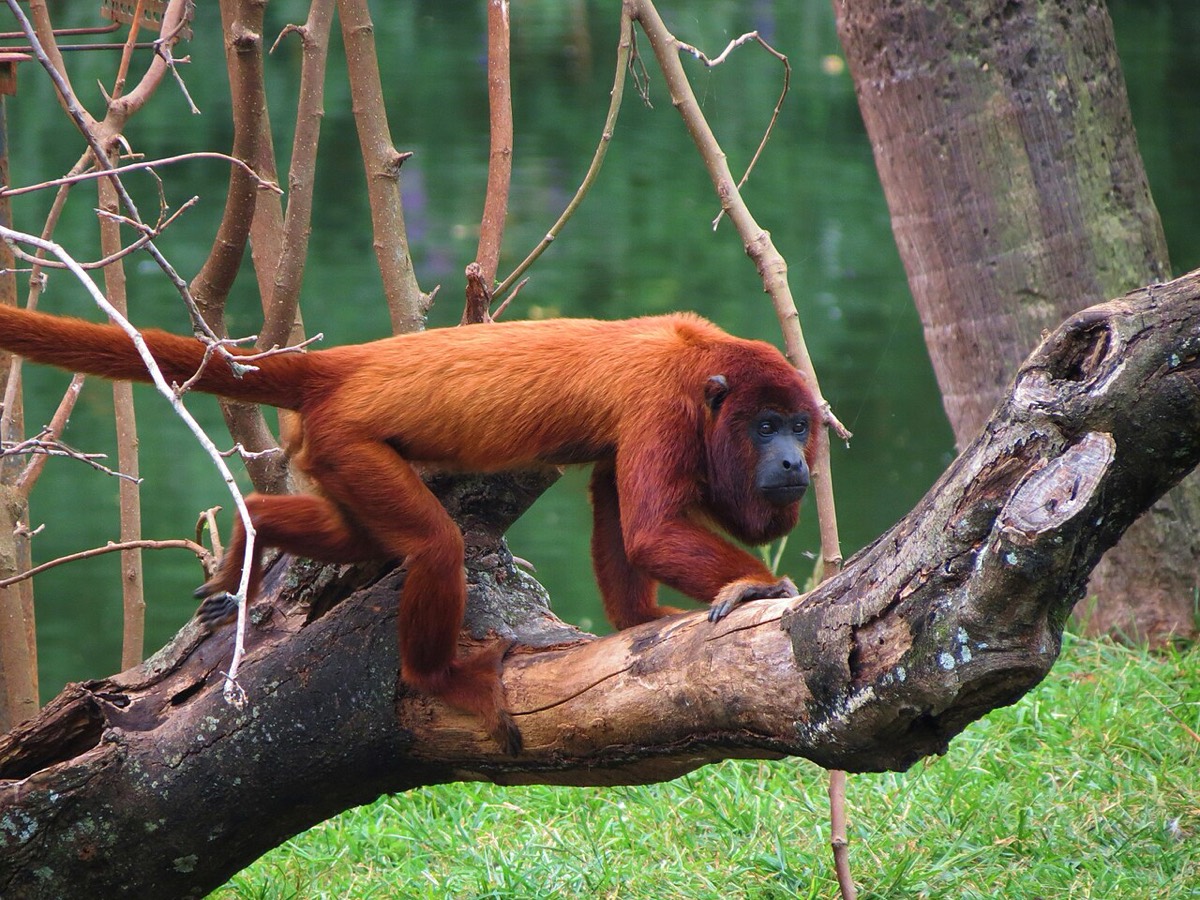 Venezuelan Red Howler (Alouatta seniculus)