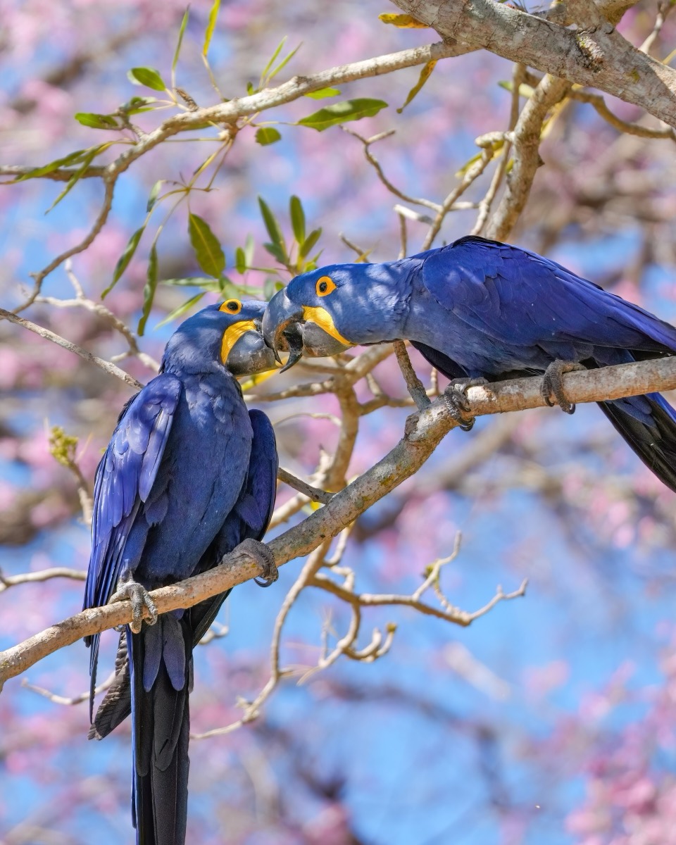 Hyacinth Macaw (Anodorhynchus hyacinthinus)