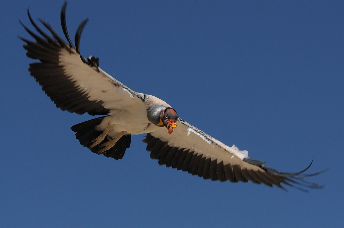 King Vulture (Sarcoramphus papa)