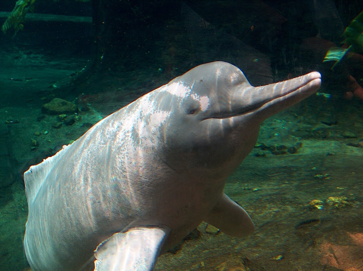 Amazon River Dolphin (Inia geoffrensis)