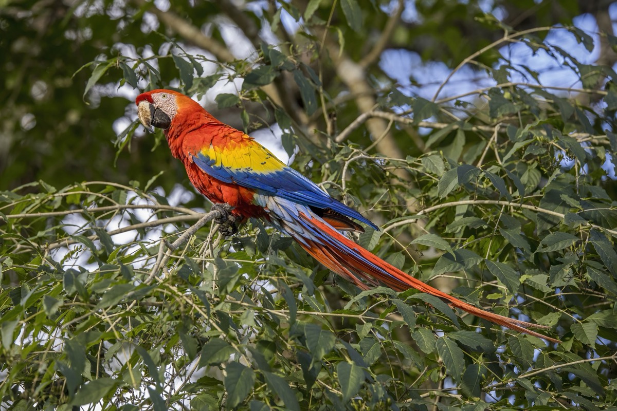 Scarlet Macaw (Ara macao)