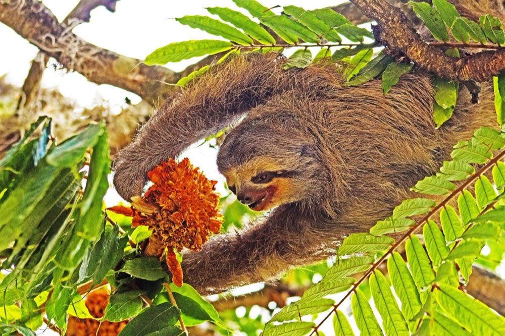 Three-toed Sloth (Bradypus)