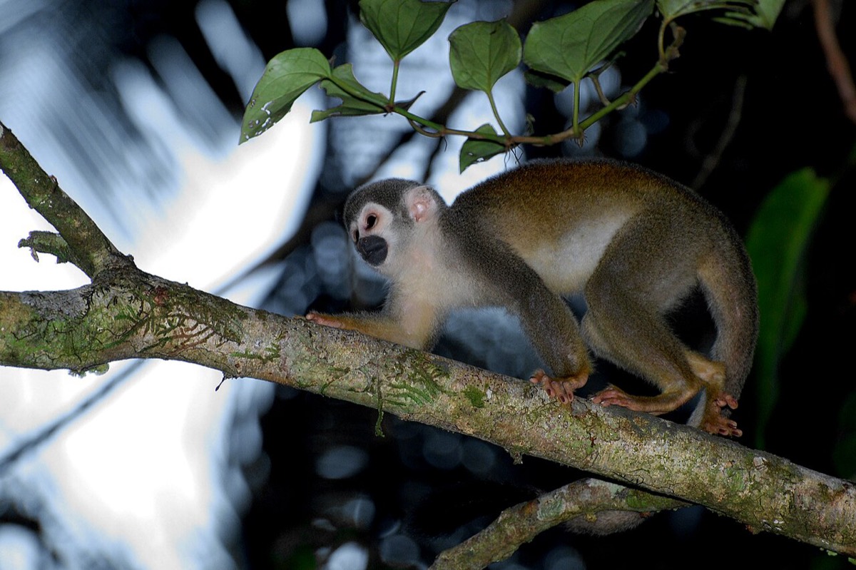 Common Squirrel Monkey (Saimiri sciureus)