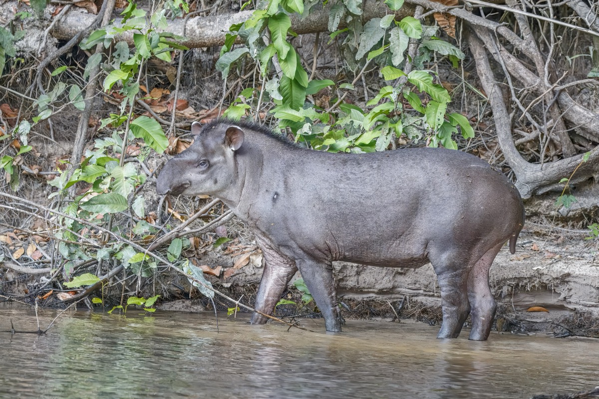 South American Tapir (Tapirus terrestris)