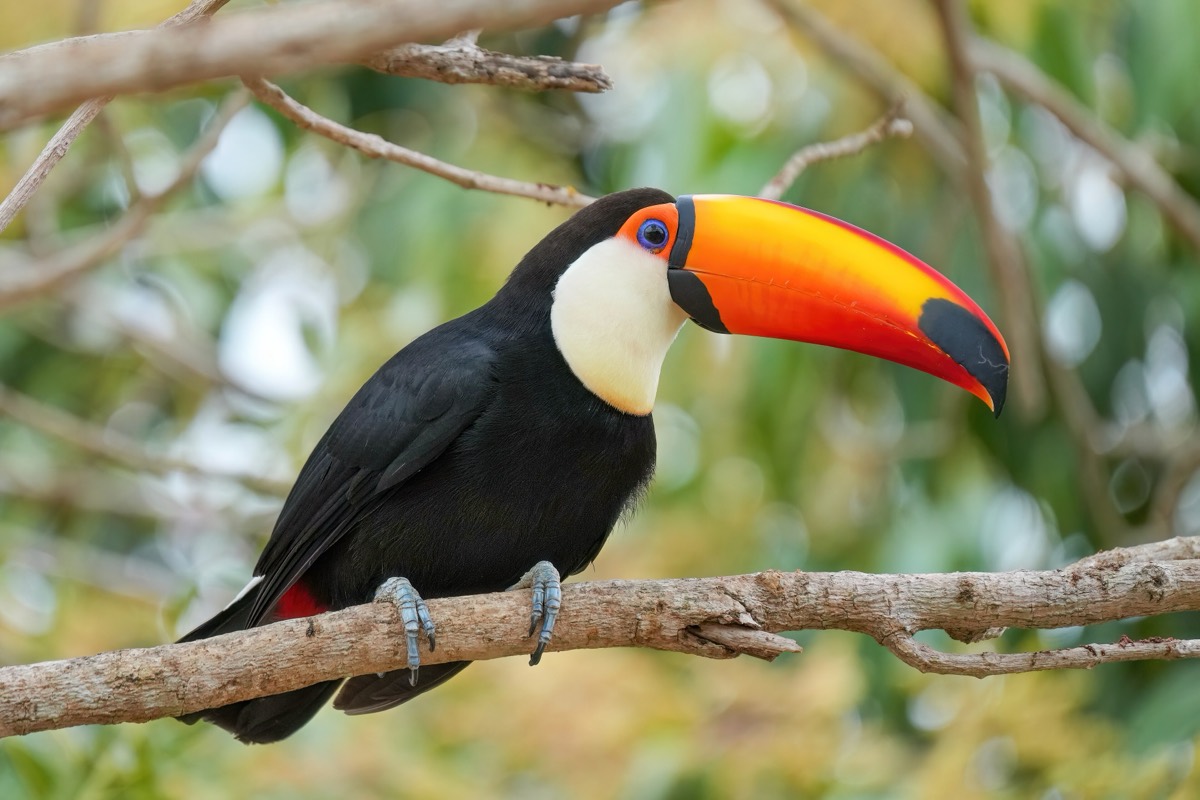 Toco Toucan (Ramphastos toco)